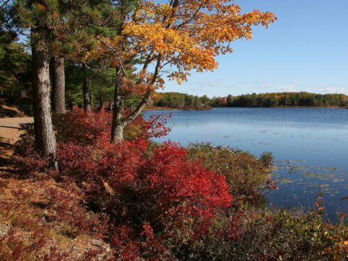 Autumn Foliage at Acadia National Park